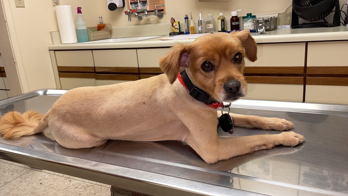 Thomas Veterinary Hospital