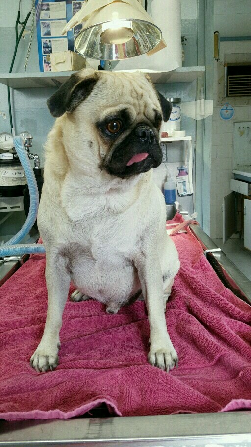 West Covina Pet Hospital