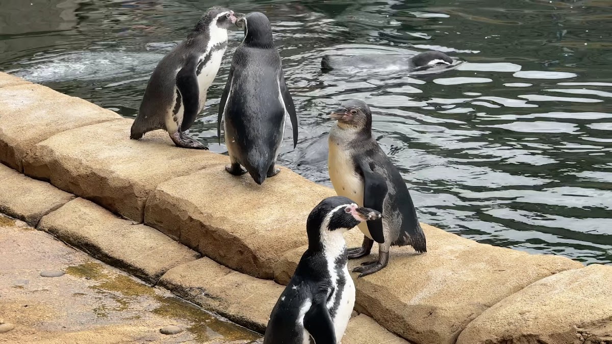 Swan Lake Cafe- Woburn Safari Park