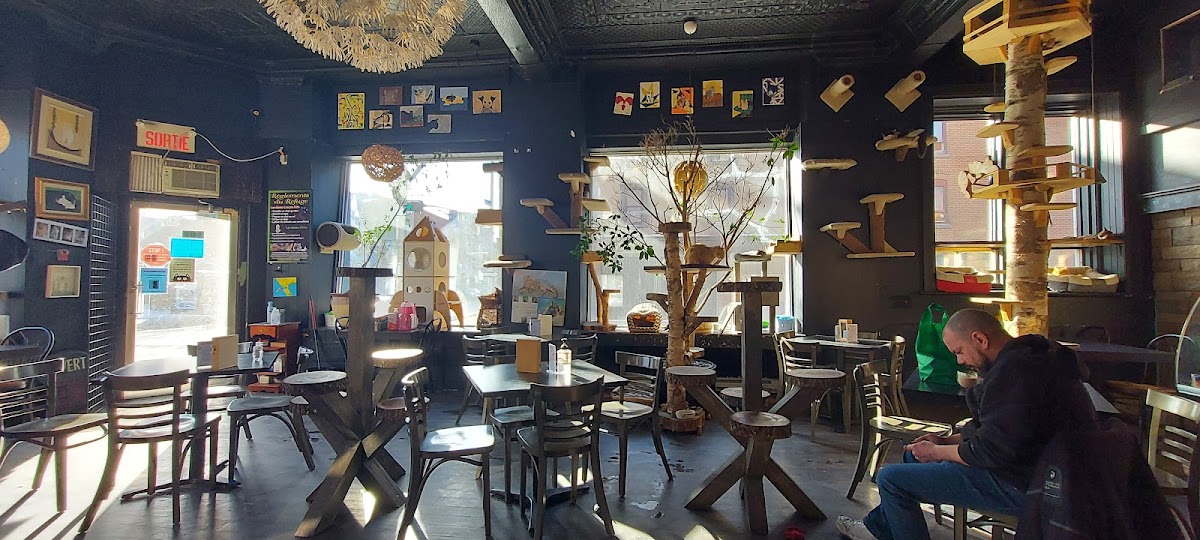 Café Chat L'étoile